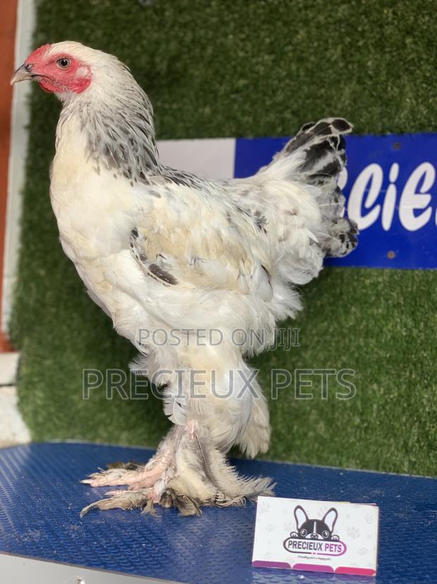 Young Male Brahmas Chick -002 · Photo 2