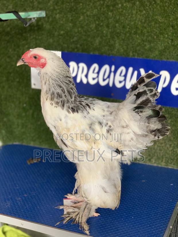 Young Male Brahmas Chick · Photo 2