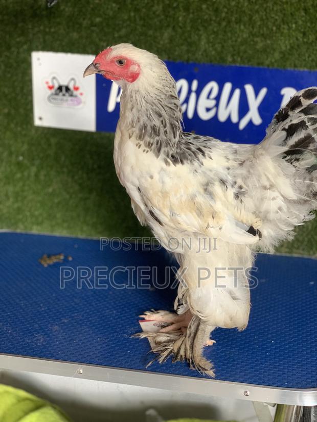 Young Male Brahmas Chick · Photo 4