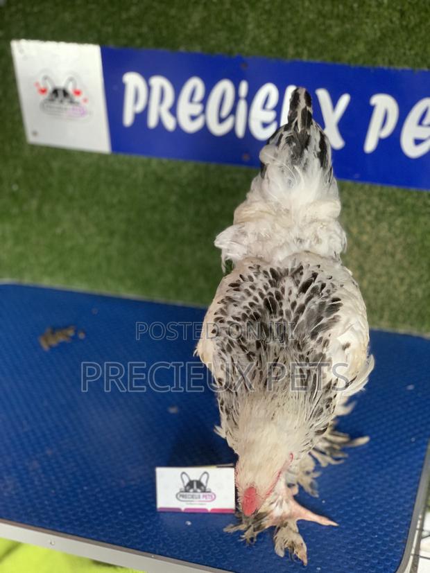 Young Male Brahmas Chick · Photo 3