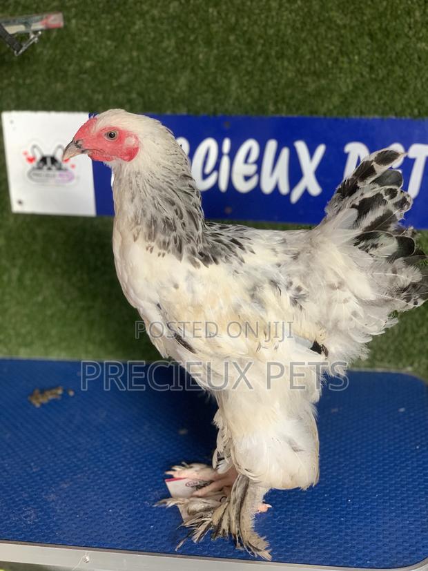 Young Male Brahmas Chick · Photo 1