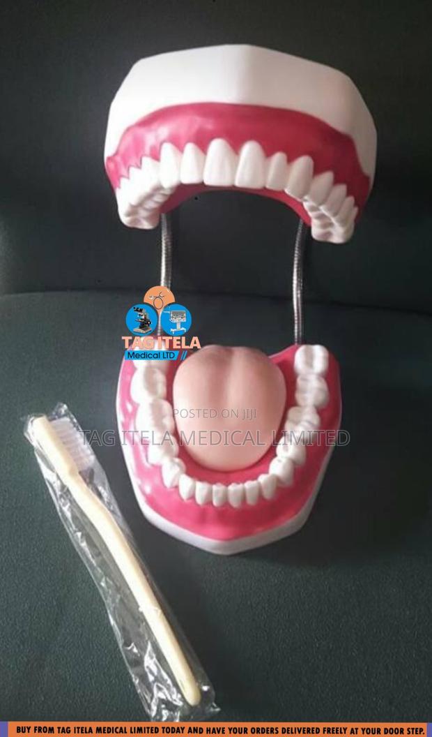 Anatomy Dental Teeth (32 Teeth) · Photo 1