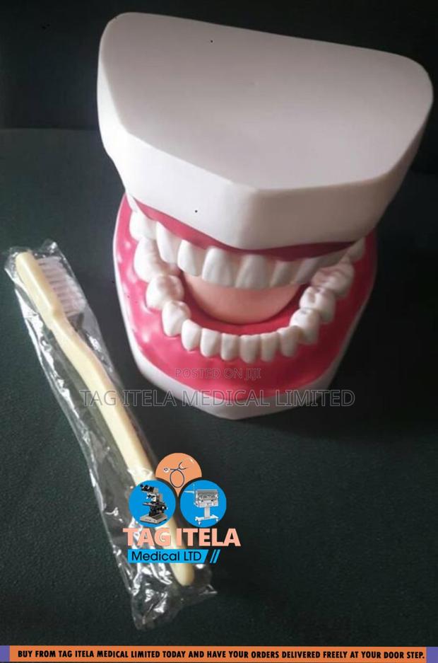 Anatomy Dental Teeth (32 Teeth) · Photo 2