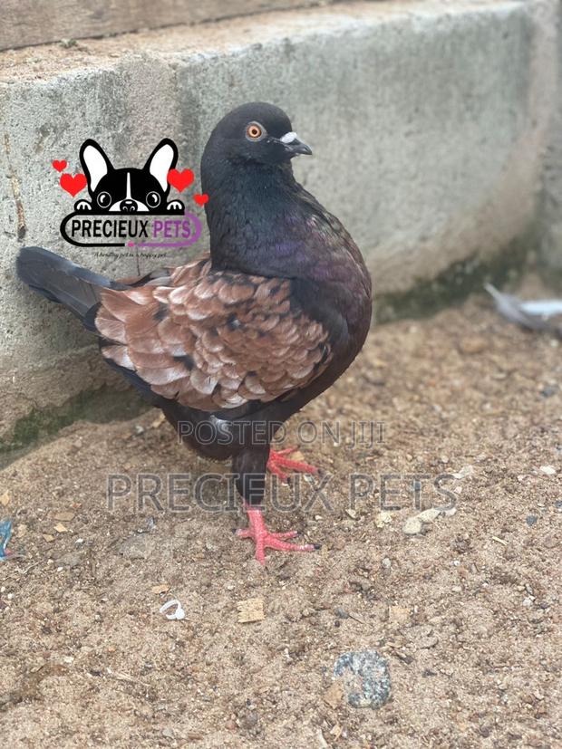 Modena Pigeons · Photo 1