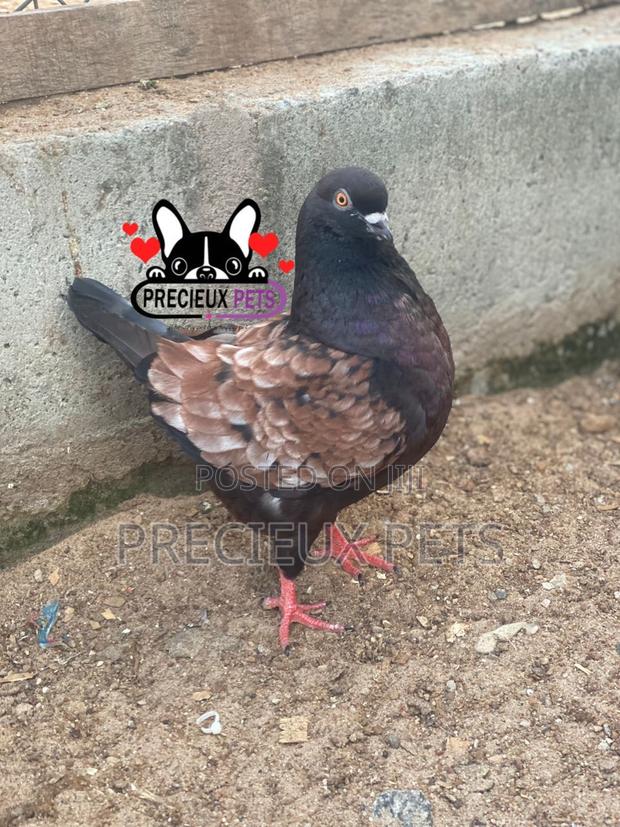 Modena Pigeons · Photo 2