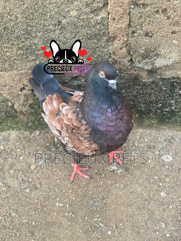 Modena Pigeons · Photo 3
