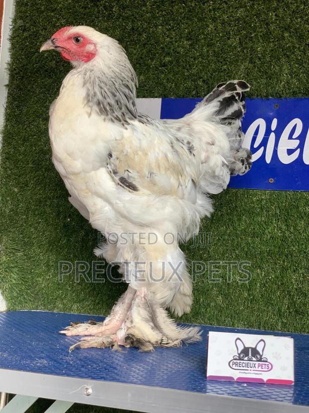 Young Male Brahmas Chick -002 · Photo 3