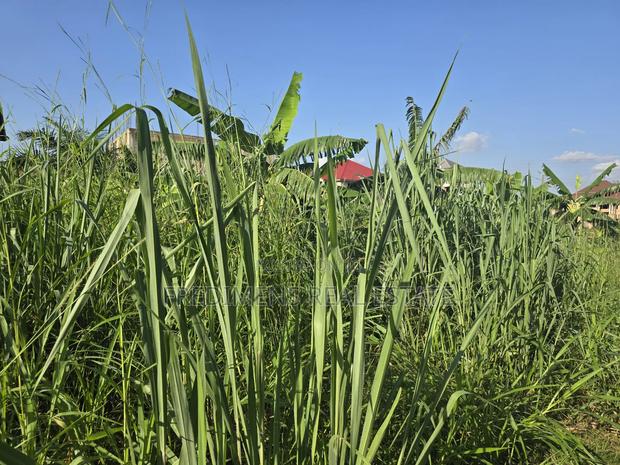 A Land at Kokoben for Sale · Photo 3