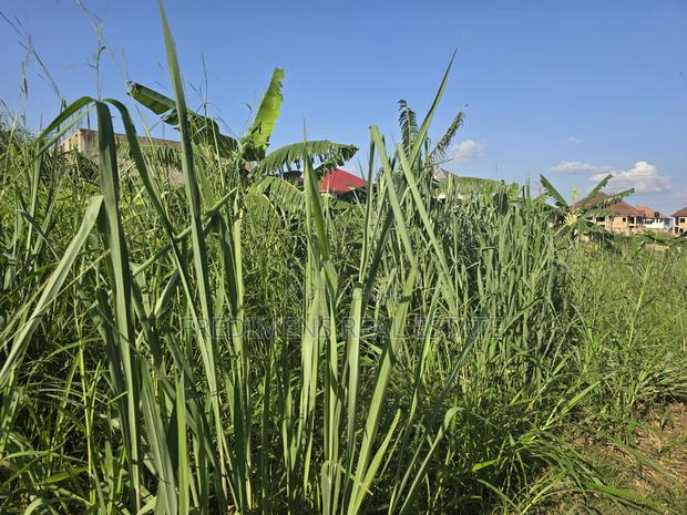 A Land at Kokoben for Sale · Photo 4