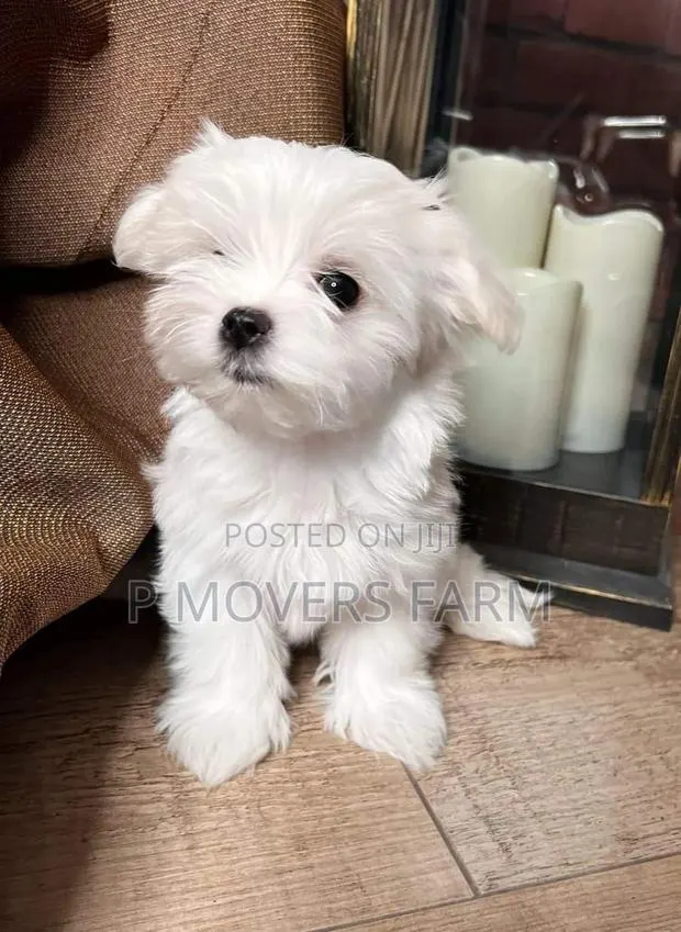 1-3 months Male Purebred Maltese · Photo 1