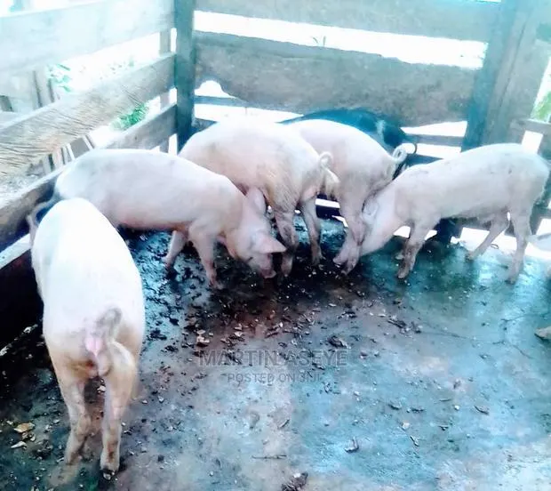 Pigs and Piglets for Sale · Photo 1