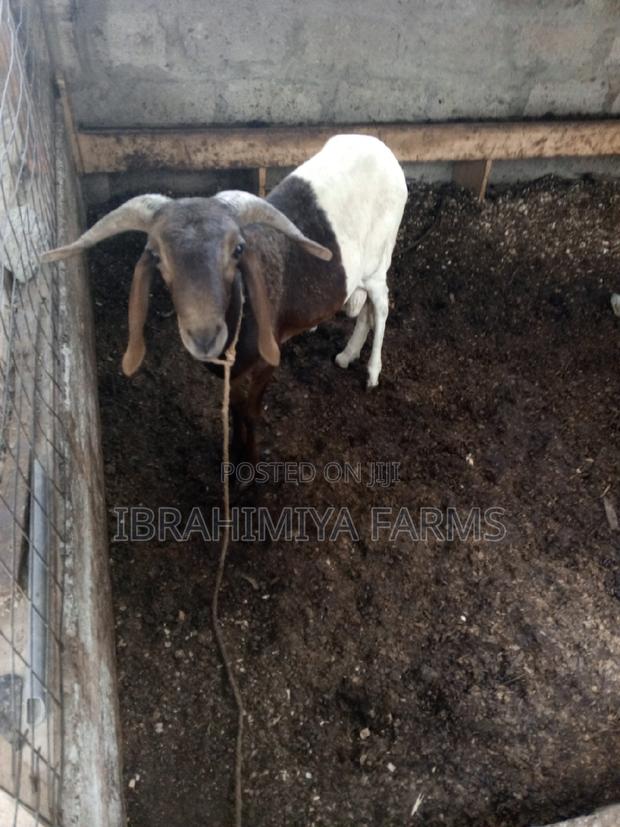 Affordable Sheep · Photo 2