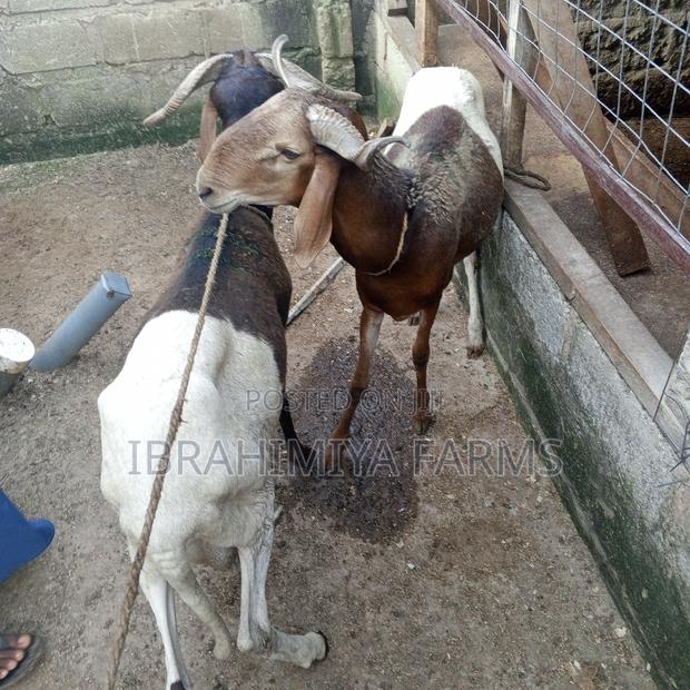 Affordable Sheep · Photo 1