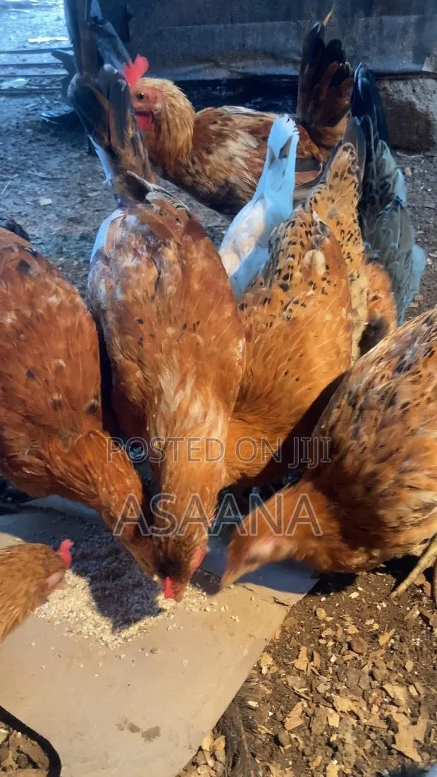 Local Chickens · Photo 1