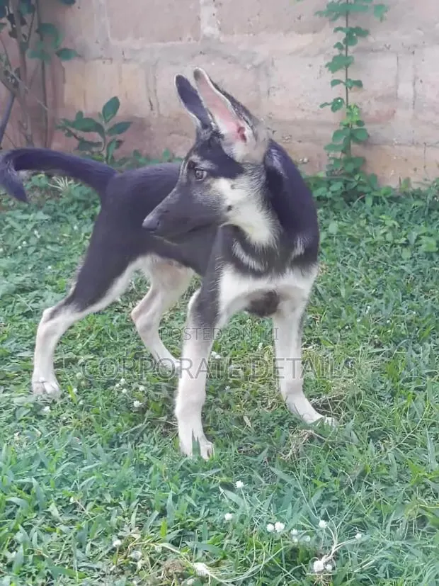 1-3 months Male Purebred German Shepherd · Photo 1