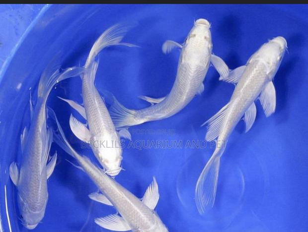 Platinum Koi’S · Photo 1