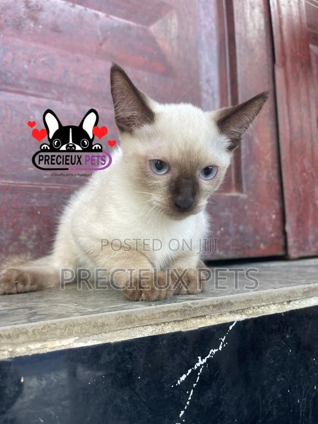 1-3 months Male Purebred Siamese · Photo 3