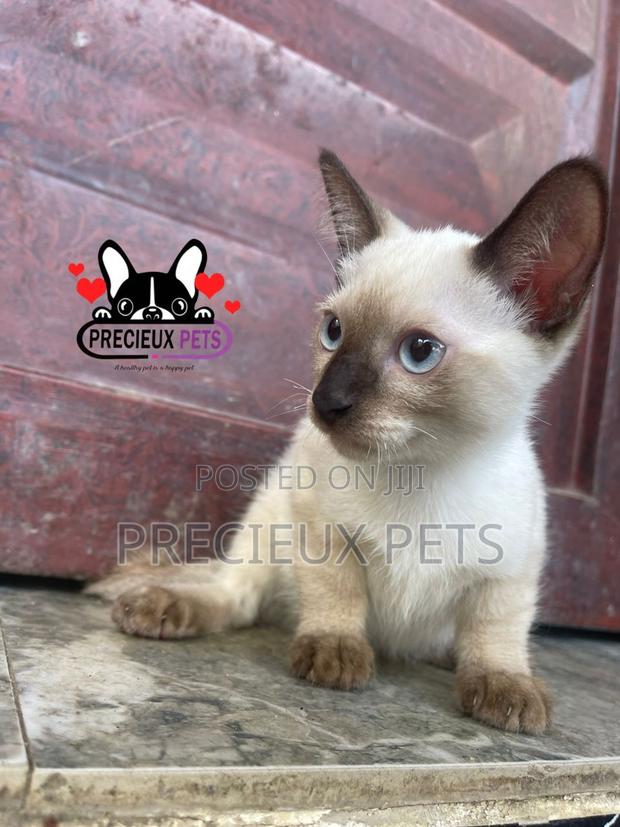 1-3 months Male Purebred Siamese · Photo 2