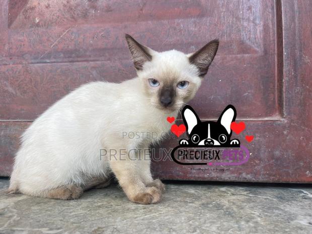 1-3 months Male Purebred Siamese · Photo 1