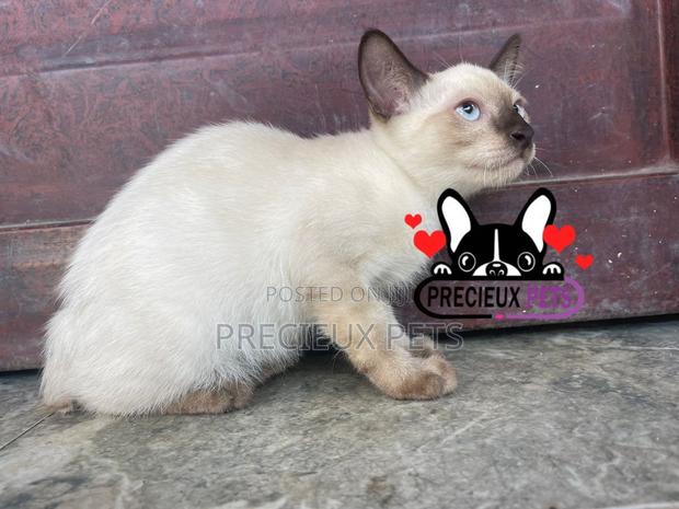 1-3 months Male Purebred Siamese · Photo 4