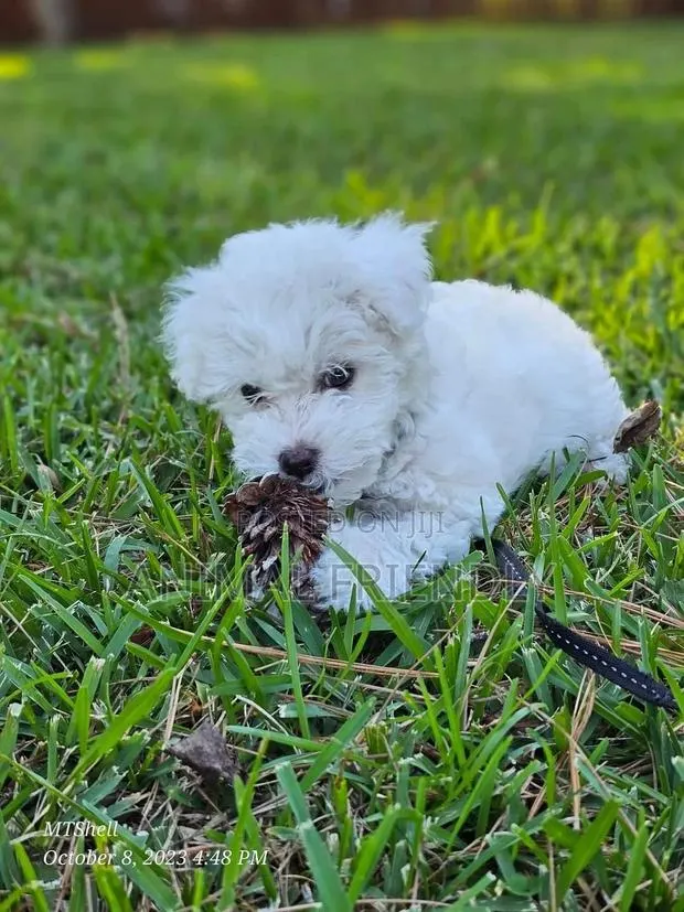 0-1 month Male Purebred Poodle · Photo 1