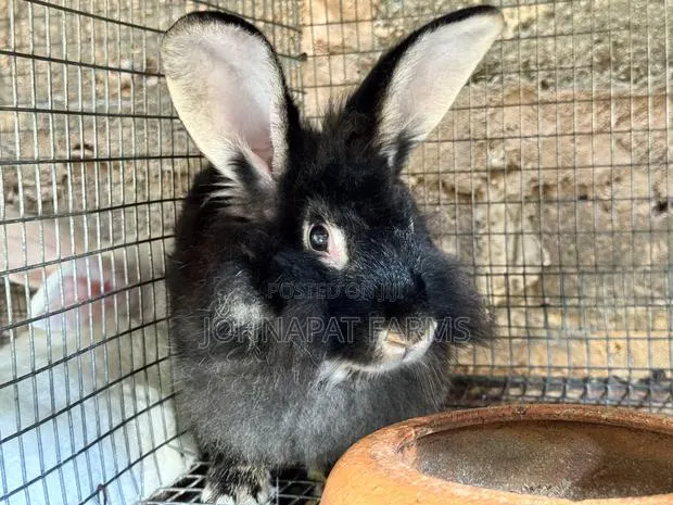 Healthy Pregnant Rabbit · Photo 1