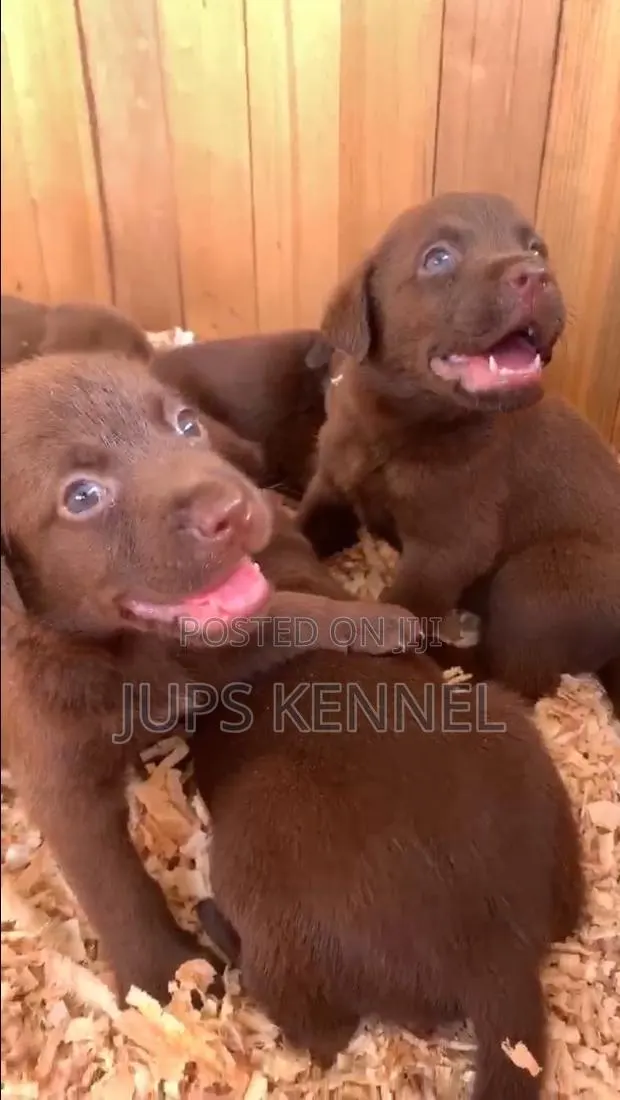1-3 months Female Purebred Labrador Retriever · Photo 1