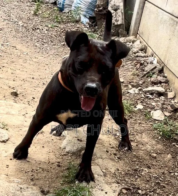 1+ year Male Purebred American Pit Bull Terrier · Photo 1