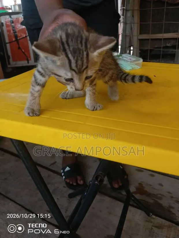 0-1 month Female Purebred Persian · Photo 1