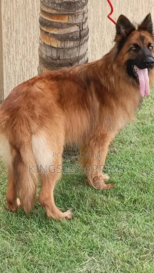 6-12 months Male Purebred German Shepherd · Photo 1