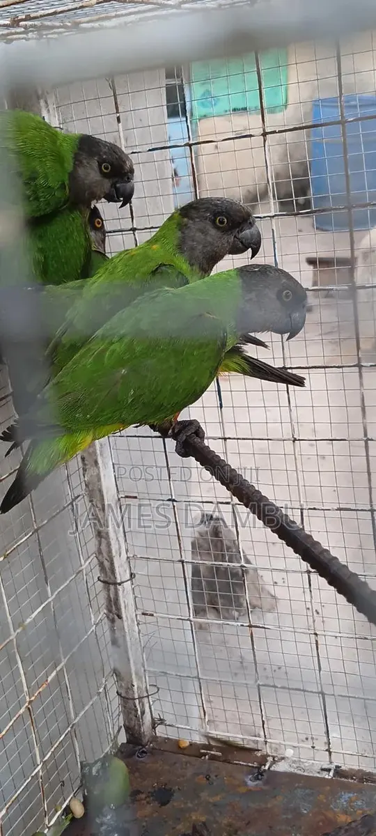 Senegalese Parrots Available · Photo 3
