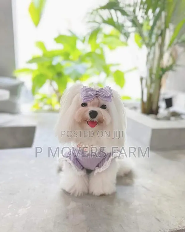 1-3 months Female Purebred Maltese · Photo 1