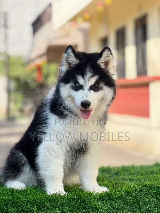 1-3 months Female Purebred Siberian Husky · Photo 1