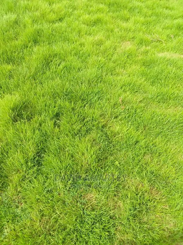 Green Grass and Flowers · Photo 1