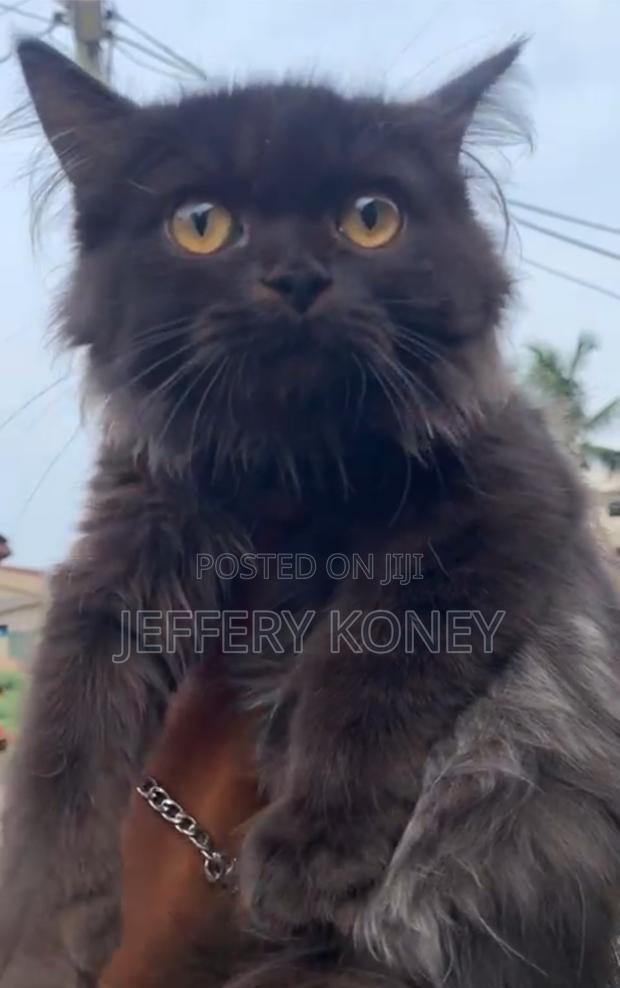 1-3 months Male Purebred Persian · Photo 3