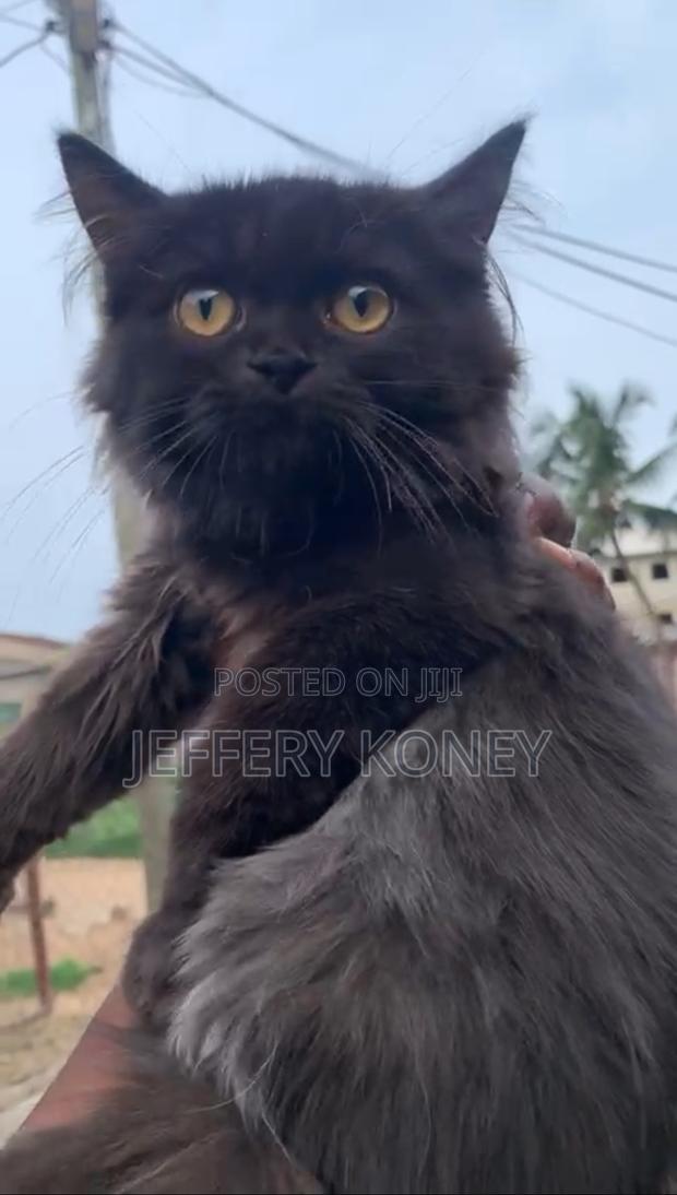 1-3 months Male Purebred Persian · Photo 1