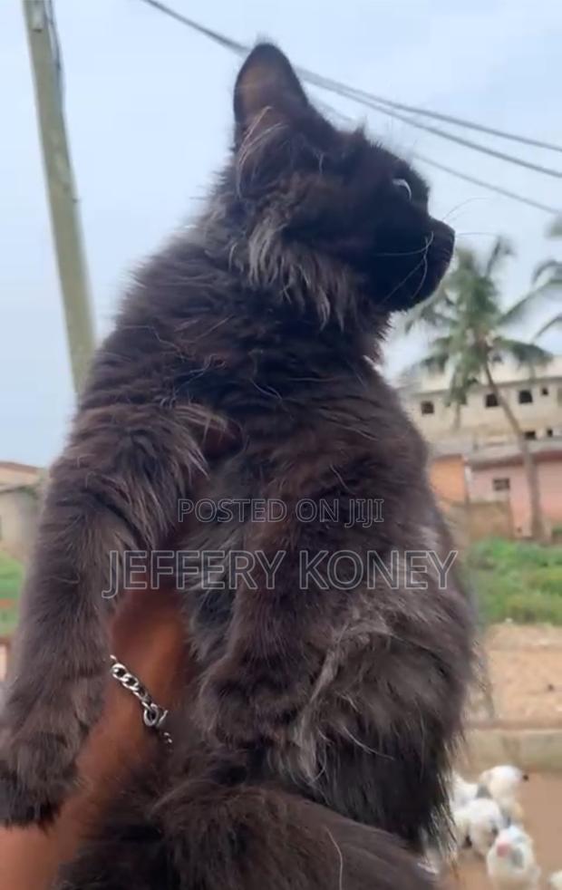 1-3 months Male Purebred Persian · Photo 2