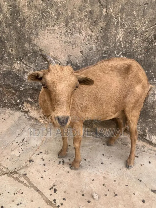 Buy Your X-Mas Affordable Goat · Photo 1