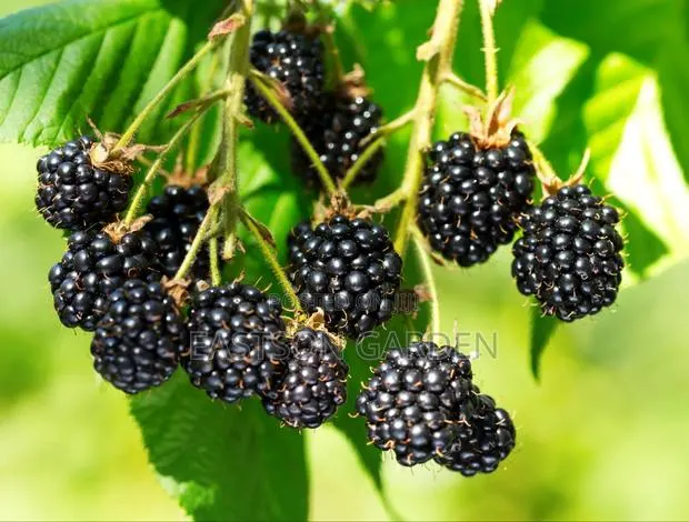 Exotic Blackberry Seedlings – Fast Fruiting Easy to Grow! · Photo 3