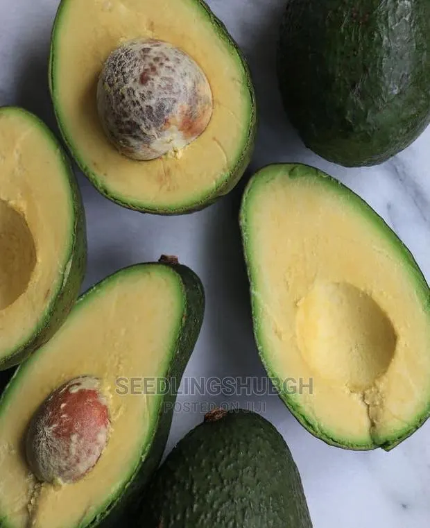 Hass Avocado Seedlings Available · Photo 1