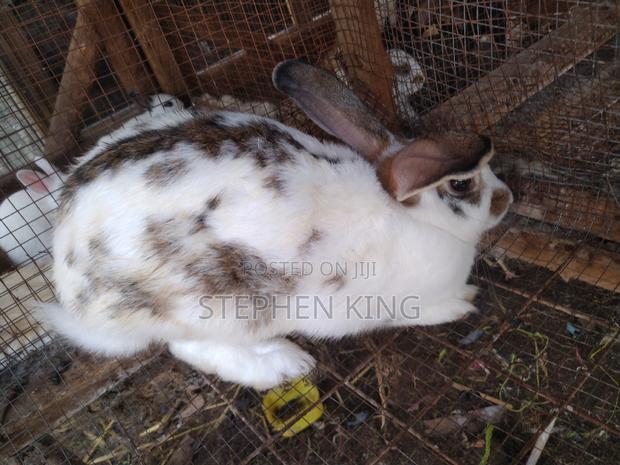 Fosuaa Farms Rabbit for Sale at Affordable Price · Photo 4
