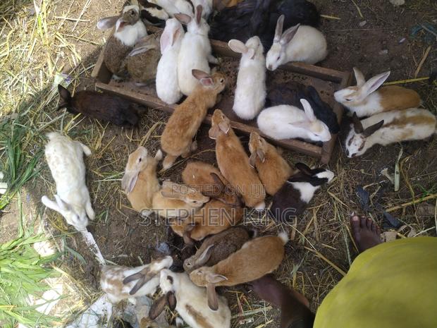 Fosuaa Farms Rabbit for Sale at Affordable Price · Photo 5