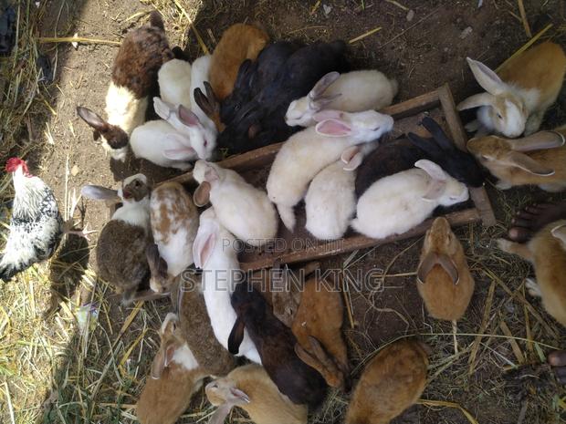 Fosuaa Farms Rabbit for Sale at Affordable Price · Photo 6