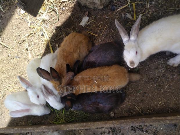 Fosuaa Farms Rabbit for Sale at Affordable Price · Photo 7