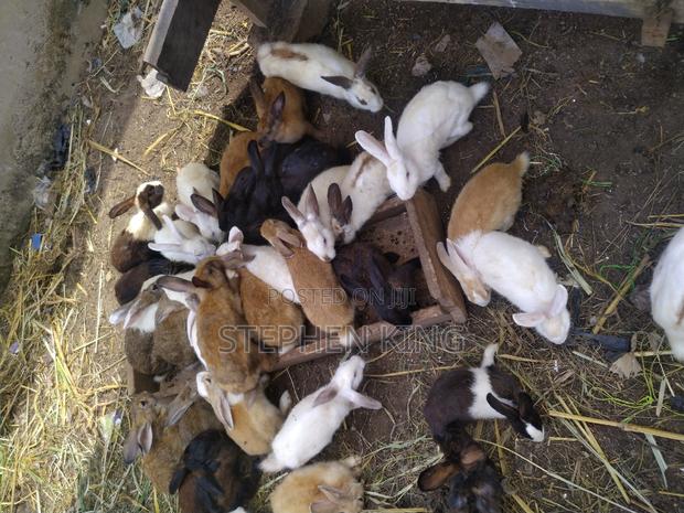 Fosuaa Farms Rabbit for Sale at Affordable Price · Photo 8