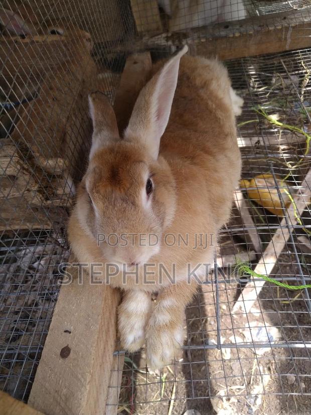 Fosuaa Farms Rabbit for Sale at Affordable Price · Photo 2