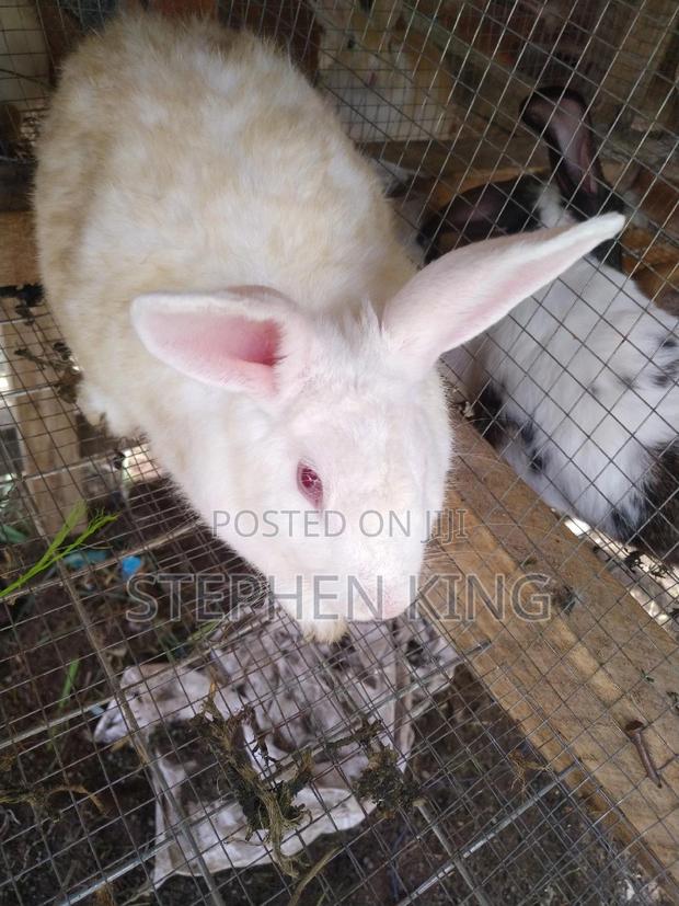 Fosuaa Farms Rabbit for Sale at Affordable Price · Photo 3