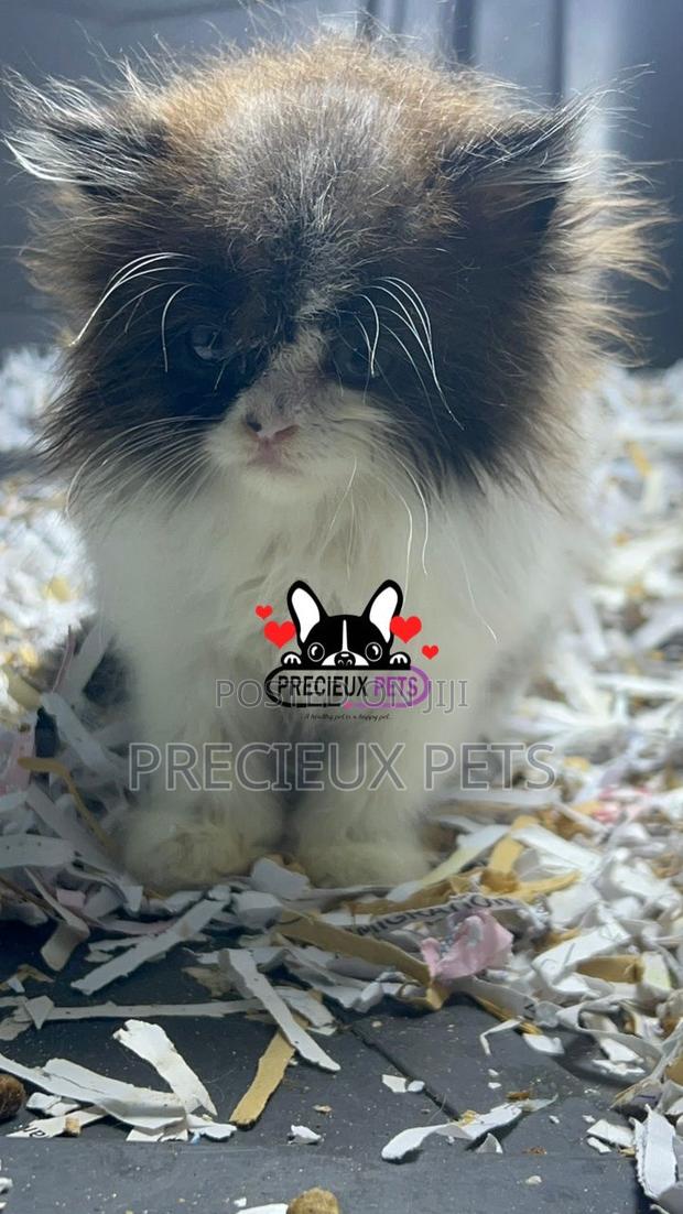 1-3 months Female Purebred Persian · Photo 1