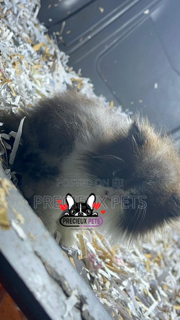1-3 months Female Purebred Persian · Photo 2