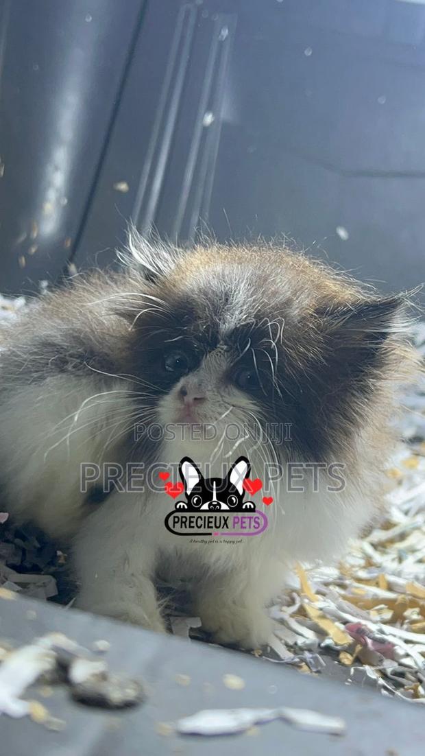 1-3 months Female Purebred Persian · Photo 4
